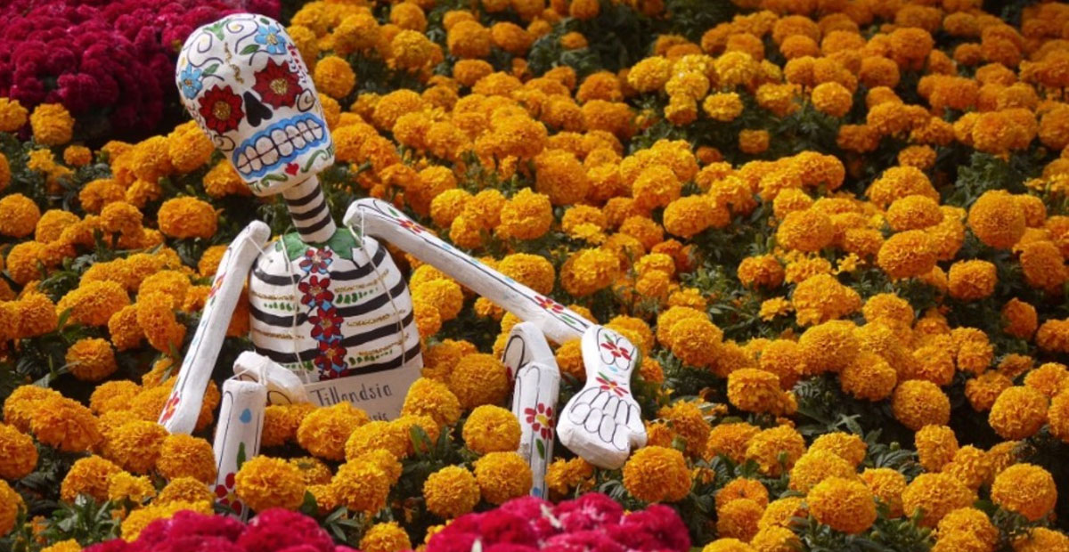Un ícono de México, la flor de cempasúchil - Turismo a Fondo