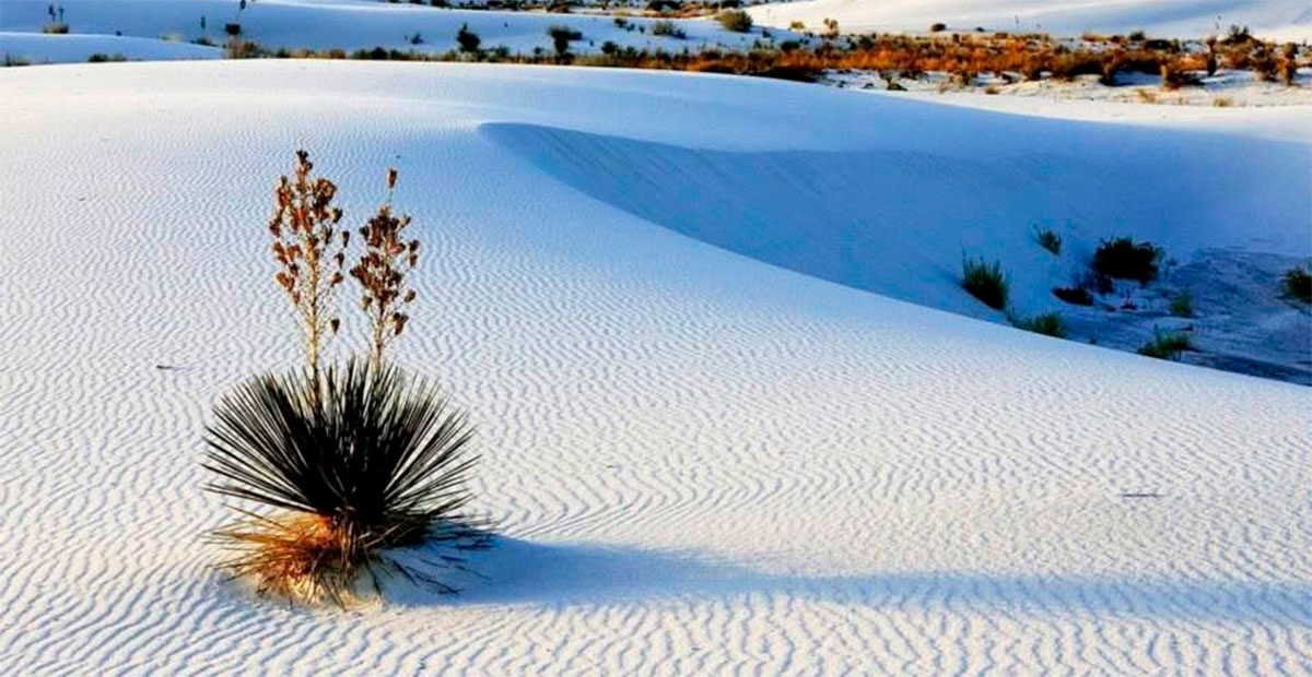 Dunas de Yeso en Cuatro Ciénegas: un paraíso blanco en el corazón del desierto mexicano