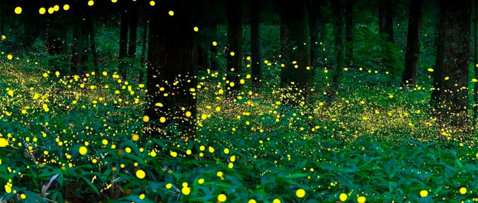 Brillan los bosques del Estado de México: inicia temporada de luciérnagas 2025
