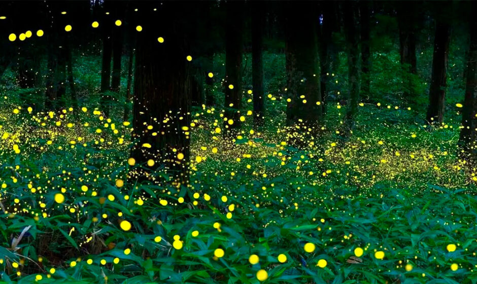 Brillan los bosques del Estado de México: inicia temporada de luciérnagas 2025