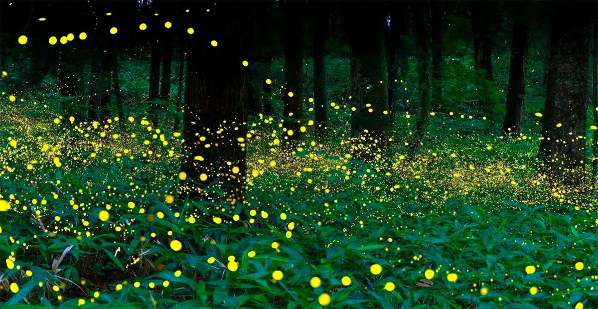 Brillan los bosques del Edoméx: inicia temporada de luciérnagas 2025