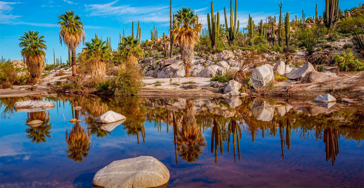 Cataviña, el oasis secreto del desierto bajacaliforniano que debes conocer