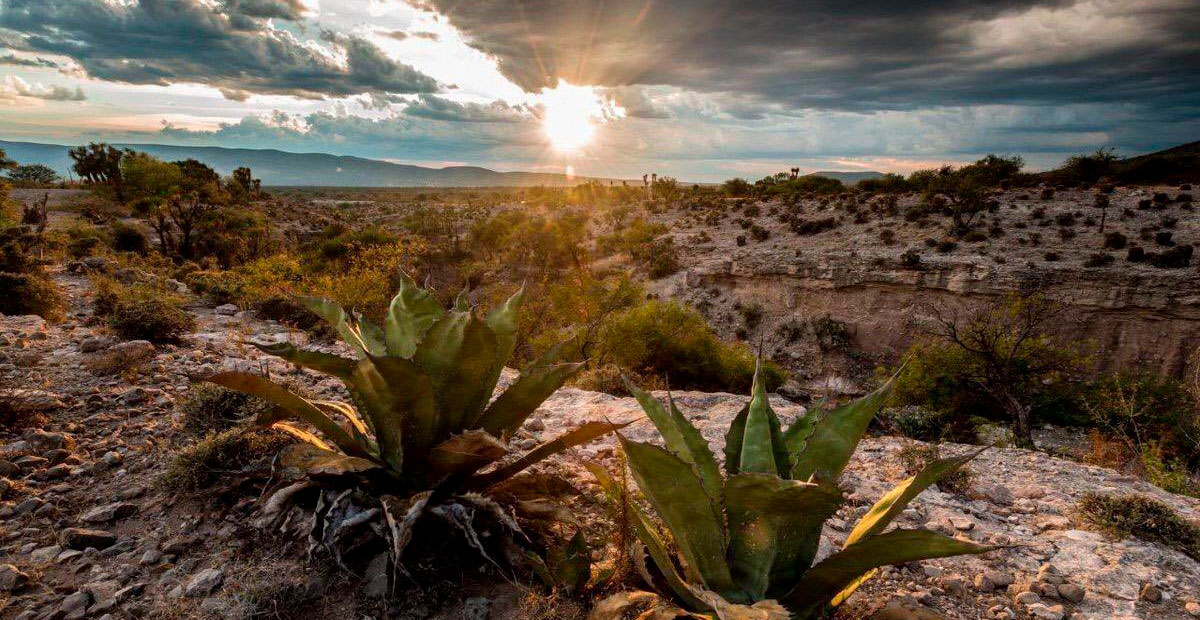 Valle de Tehuacán-Cuicatlán: El corazón del desierto mexicano que florece con historia y vida