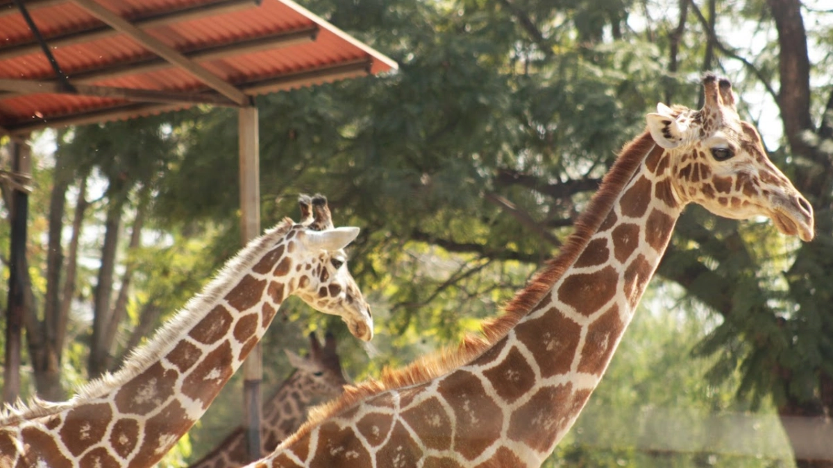 ZooLeón abre sus puertas en Navidad y Año Nuevo como espacio de convivencia familiar y educación ambiental