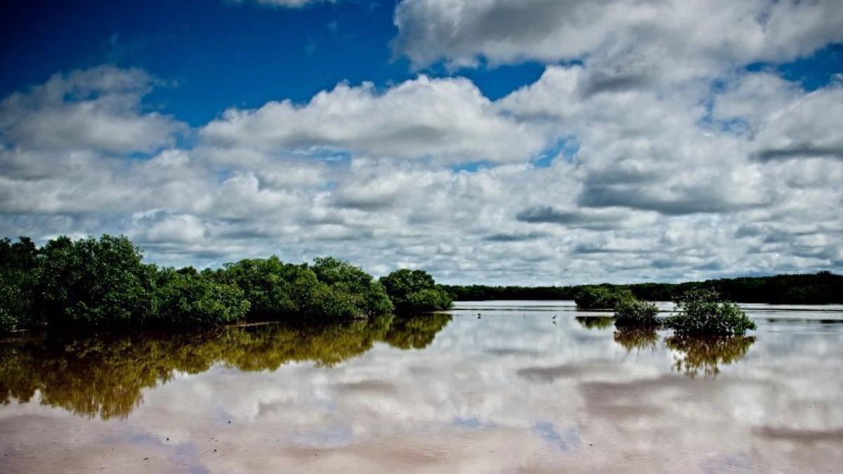 Las Islas Flotantes de Los Petenes: el santuario natural más enigmático de Campeche