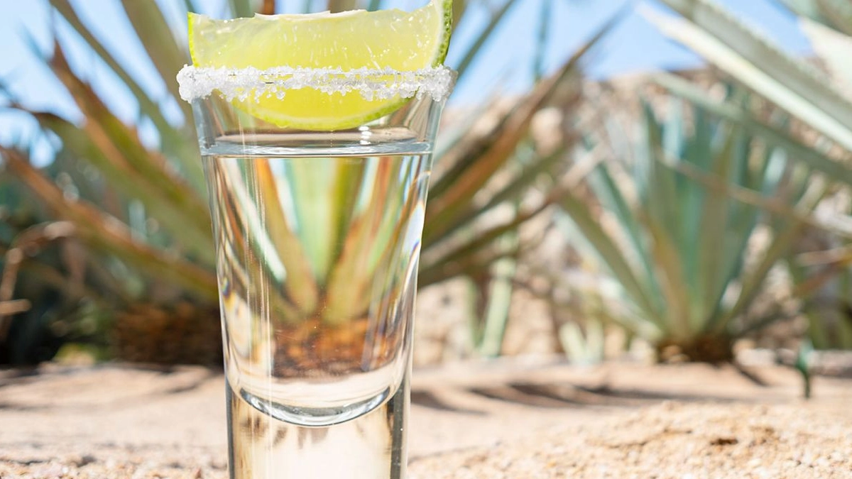 Mezcalfest 2026 celebra su XII edición como punto de encuentro del agave, la cultura y la reflexión