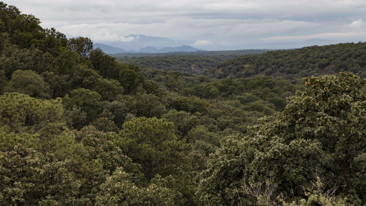 Bosque La Primavera, el escape natural ideal para Semana Santa cerca de Guadalajara