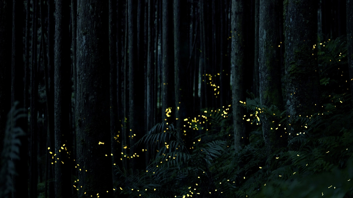 Tlaxcala ilumina el turismo de naturaleza con la Temporada de Luciérnagas 2026