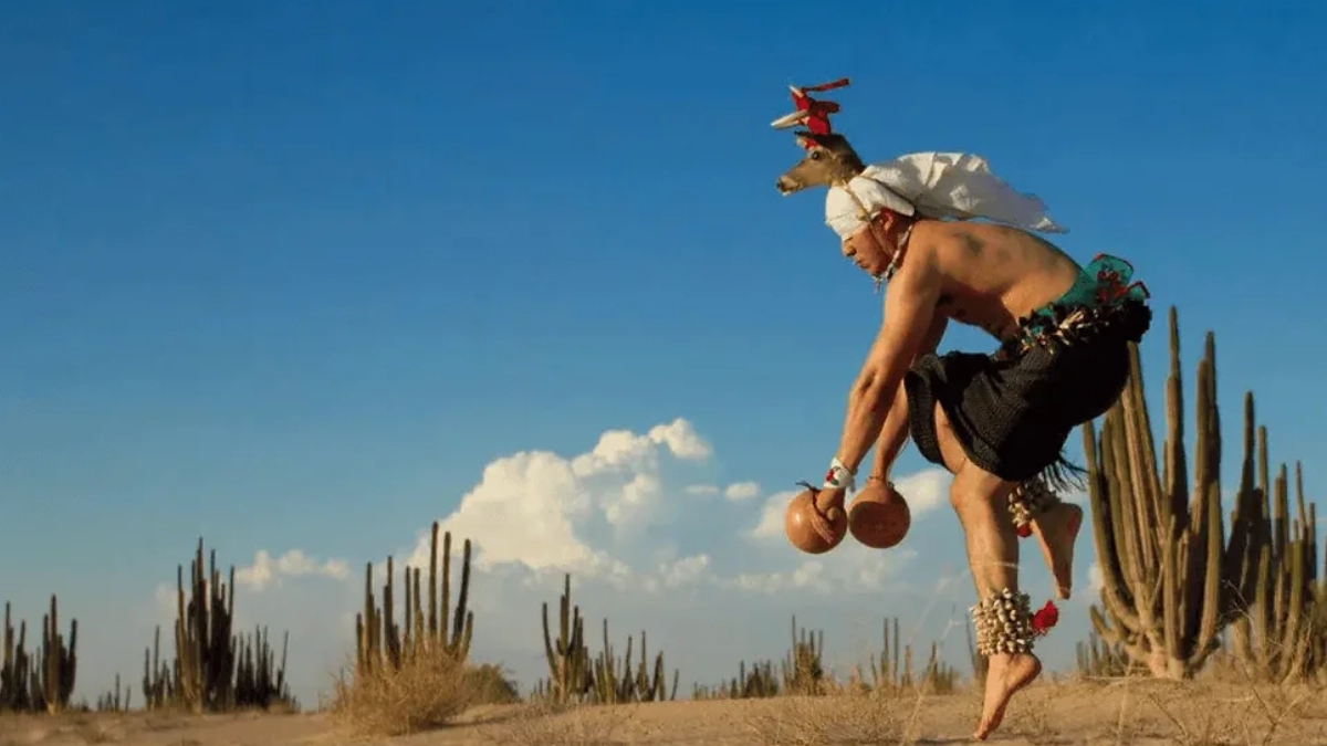 La Danza del Venado, el ritual ancestral que mantiene viva la identidad de los pueblos yaquis y mayos