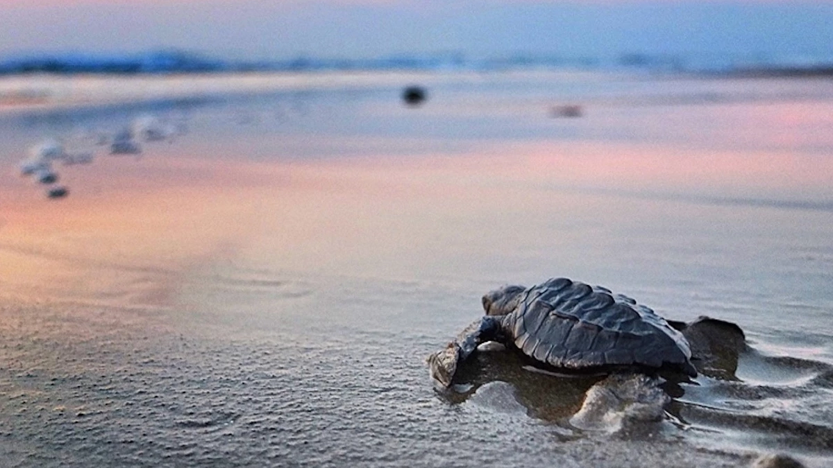 Nayarit invita a vivir la temporada de liberación de tortugas marinas este verano