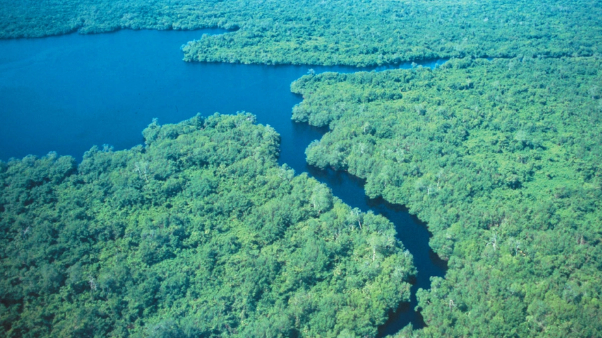 Pantanos de Centla, el corazón verde de Tabasco que resguarda uno de los humedales más importantes del mundo