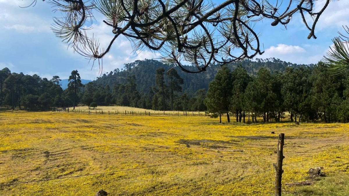 Cumbres del Ajusco: 90 años de naturaleza, aventura y paisajes en la Ciudad de México