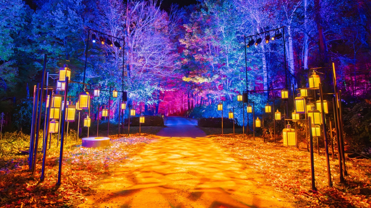 El Bosque Prohibido de Harry Potter llegará por primera vez a México